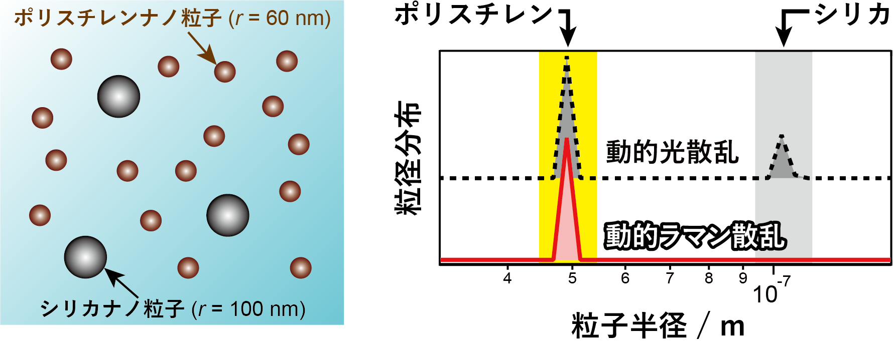 動的ラマン散乱による分子選択的動的光散乱の測定例